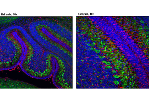 Immunofluorescence Image 1: CEND1 (D6A6) Rabbit Monoclonal Antibody (BSA and Azide Free)
