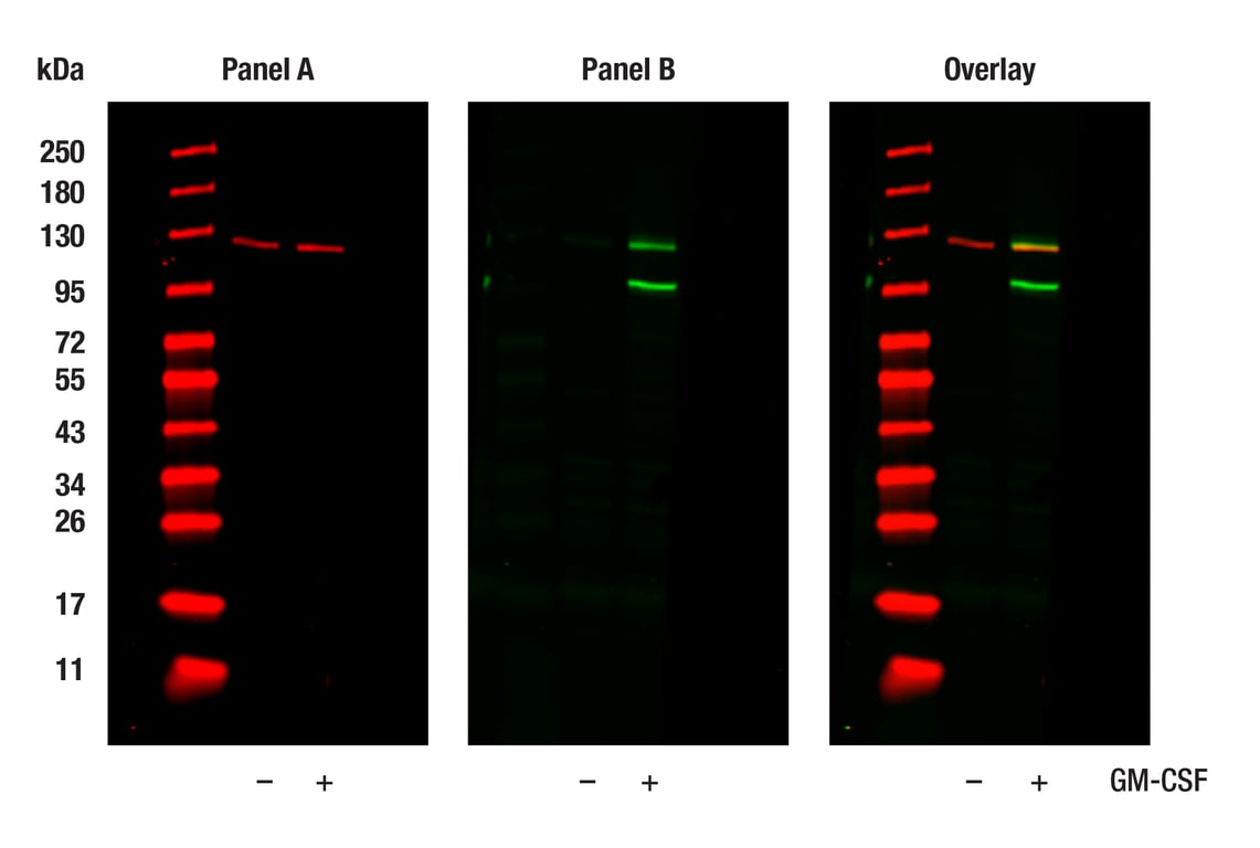 Western Blotting Image 1: Phospho-Jak2 (Tyr1007/1008) (C80C3) Rabbit Monoclonal Antibody
