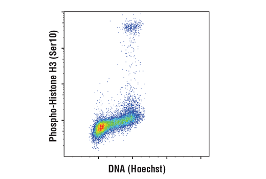 Hoechst 33342 | Cell Signaling Technology