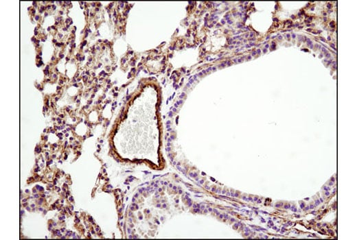 Immunohistochemistry Image 1: HSP60 (D6F1) Rabbit Monoclonal Antibody (BSA and Azide Free)