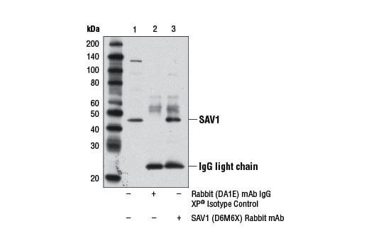 undefined Image 12: Hippo Signaling Antibody Sampler Kit
