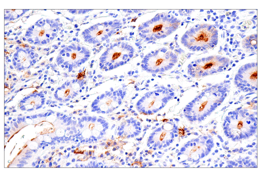 Immunohistochemistry Image 5: DPEP-1/MDP (E4O6J) Rabbit Monoclonal Antibody (BSA and Azide Free)