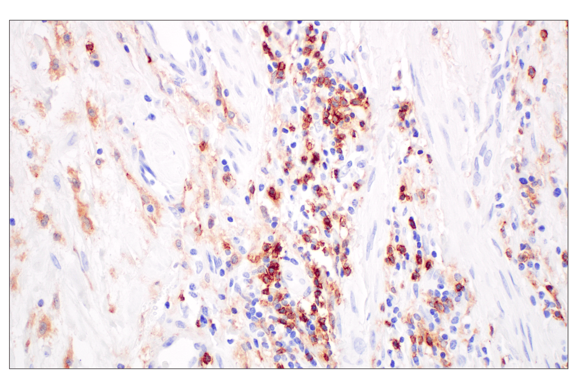 Immunohistochemistry Image 3: CD4 (MSVA-004R) Rabbit Monoclonal Antibody