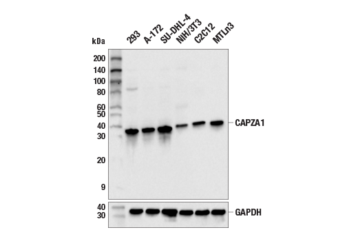 Western Blotting Image 2: CAPZA1 (E3U1G) Rabbit Monoclonal Antibody