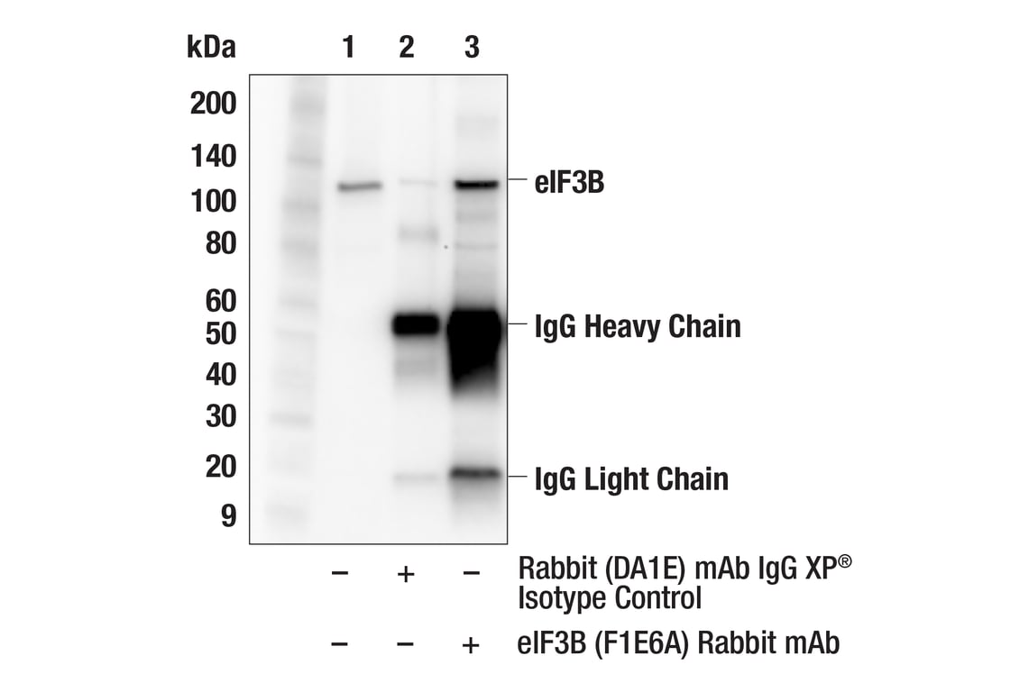 Immunoprecipitation Image 1: eIF3B (F1E6A) Rabbit Monoclonal Antibody