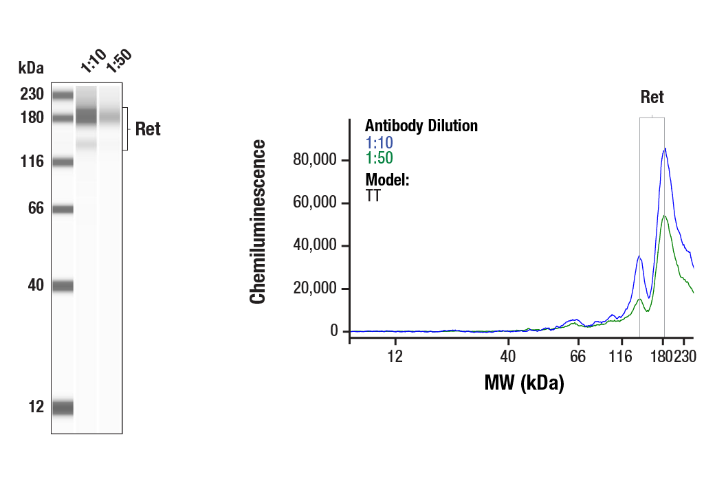 Western Blotting Image 1: Ret Antibody