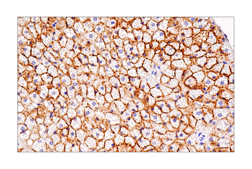 Immunohistochemistry Image 12: Connexin 43 (E7N2R) XP<sup>®</sup> Rabbit mAb (BSA and Azide Free)