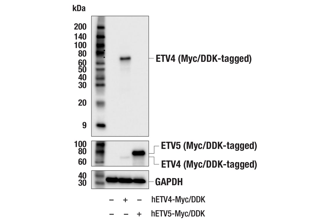 Western Blotting Image 2: ETV4 (E5Q1U) Rabbit Monoclonal Antibody