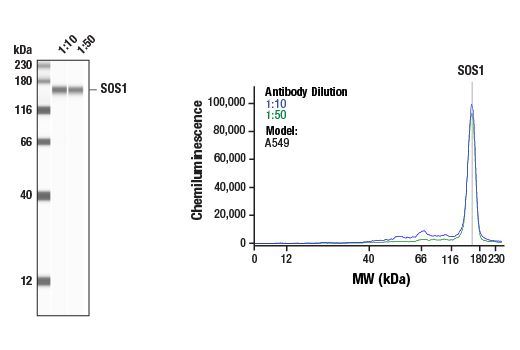 Western Blotting Image 1: SOS1 (D3T7T) Rabbit Monoclonal Antibody