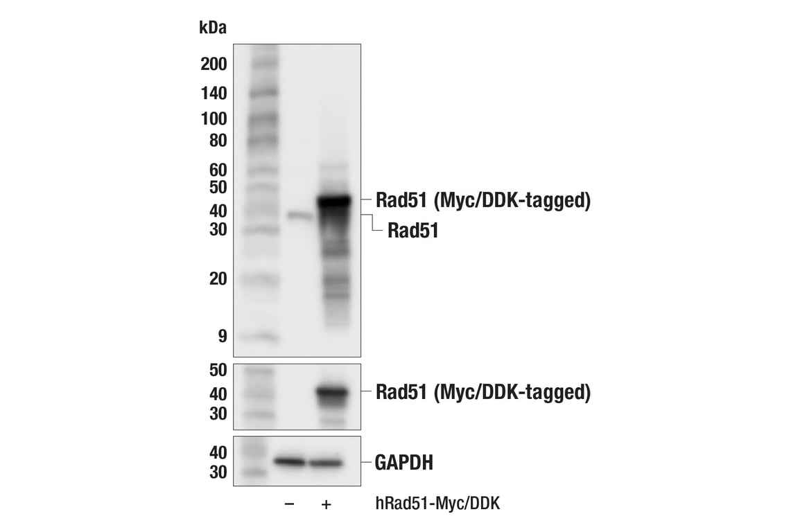 Western Blotting Image 2: Rad51 (F1G6C) Rabbit Monoclonal Antibody