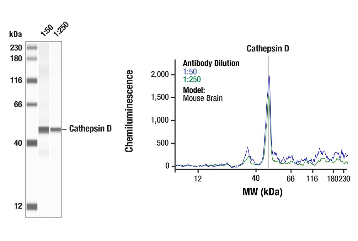 undefined Image 50: Genetics of Parkinson's Disease: Lysosomal Dysfunction Antibody Sampler Kit