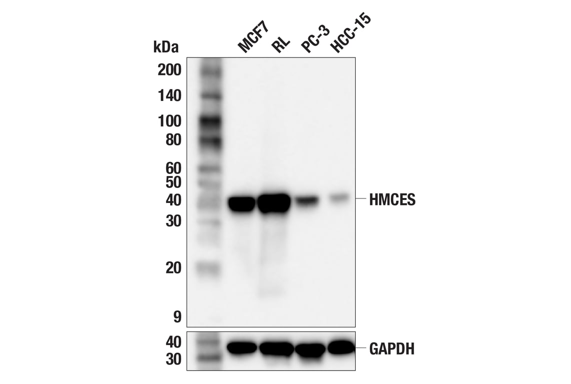 Western Blotting Image 2: HMCES (F4E4Q) Rabbit Monoclonal Antibody