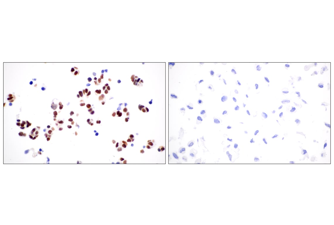 Immunohistochemistry Image 16: TLE3 (E4F3Y) Rabbit Monoclonal Antibody