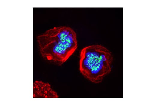 Immunofluorescence Image 1: Phospho-Histone H3 (Ser28) Antibody