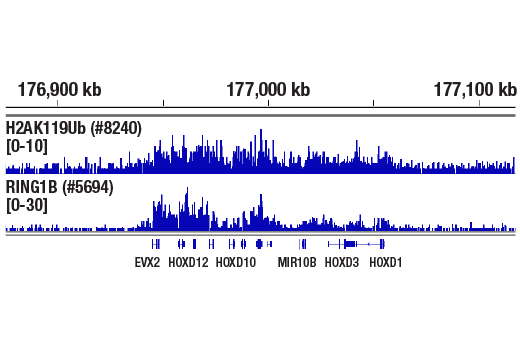 Chromatin Immunoprecipitation Image 1: Ubiquityl-Histone H2A (Lys119) (D27C4) Rabbit Monoclonal Antibody