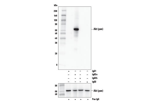 Western Blotting Image 2: Akt (pan) (E7J2C) Mouse Monoclonal Antibody