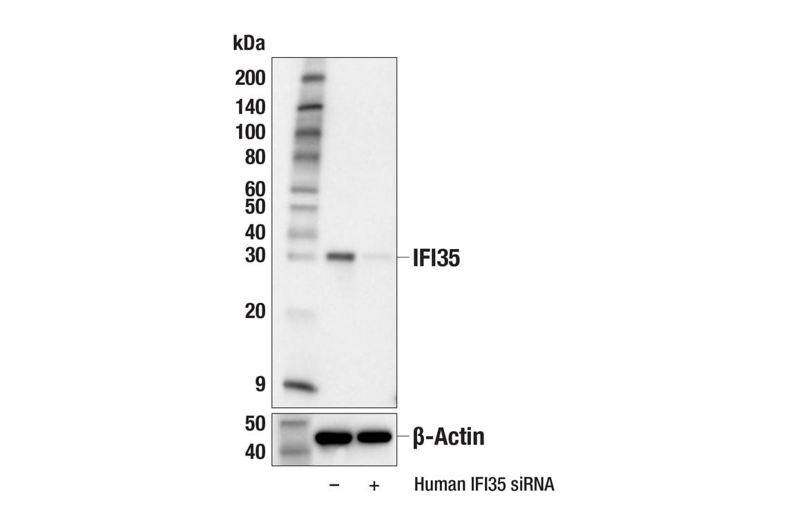 Western Blotting Image 3: IFI35 (E3A8S) Rabbit Monoclonal Antibody