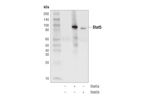 Western Blotting Image 2: Stat5 (D3N2B) Rabbit Monoclonal Antibody