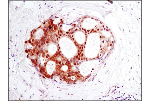 Immunohistochemistry Image 1: GAPDH (D16H11) Rabbit Monoclonal Antibody (BSA and Azide Free)