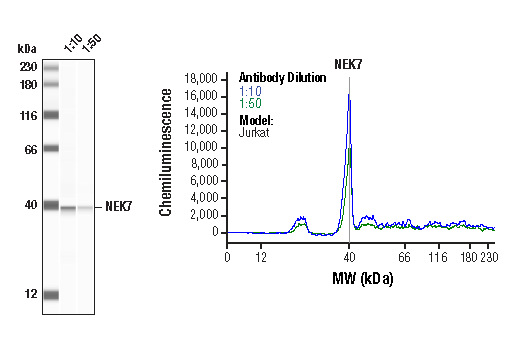 Western Blotting Image 1: NEK7 Antibody