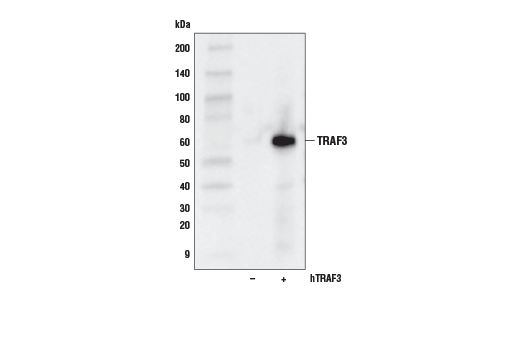 Western Blotting Image 2: TRAF3 (D1N5B) Rabbit Monoclonal Antibody