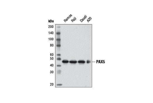 Western Blotting Image 1: PAX5 (D19F8) XP<sup>®</sup> Rabbit mAb