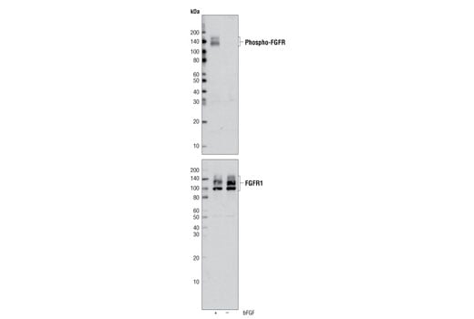 Western Blotting Image 2: Phospho-FGF Receptor (Tyr653/654) (55H2) Mouse Monoclonal Antibody
