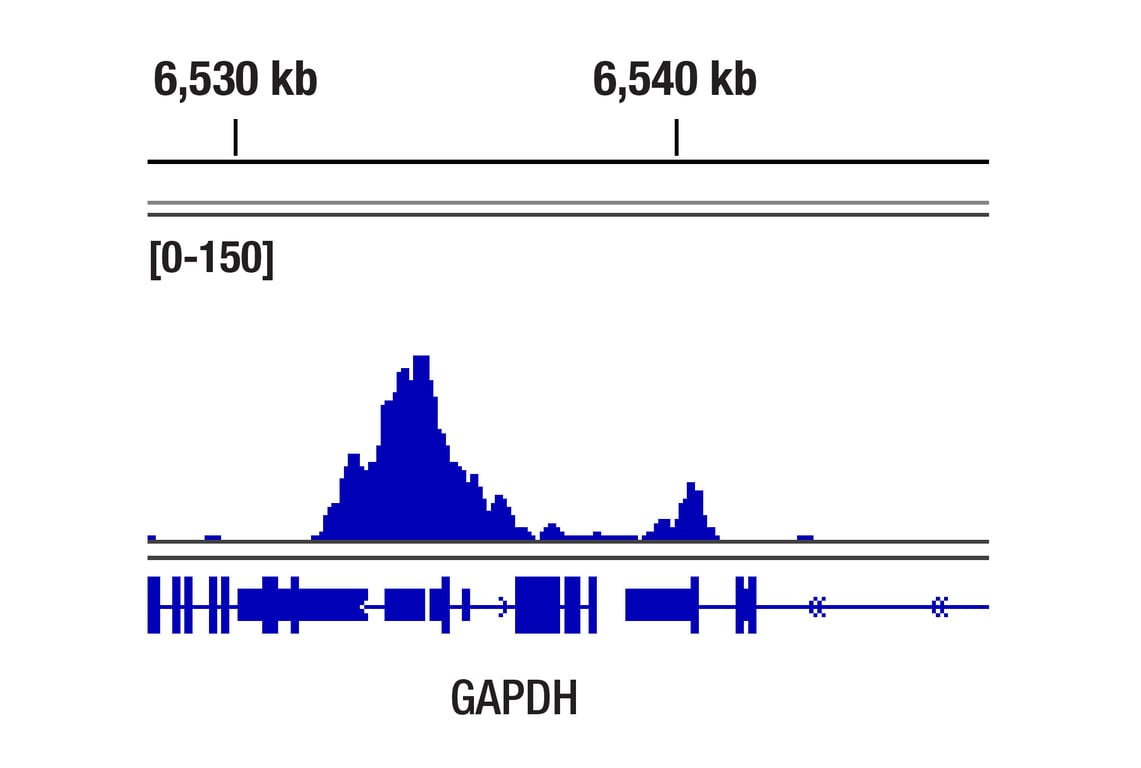 CUT & Tag Image 2: Tri-Methyl-Histone H3 (Lys4) (C42D8) Rabbit Monoclonal Antibody