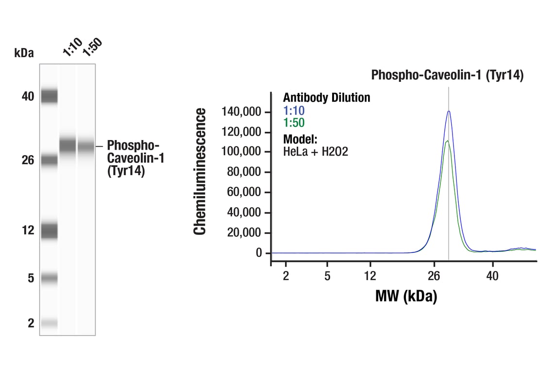 Western Blotting Image 1: Phospho-Caveolin-1 (Tyr14) (F2Q7Y) Rabbit Monoclonal Antibody