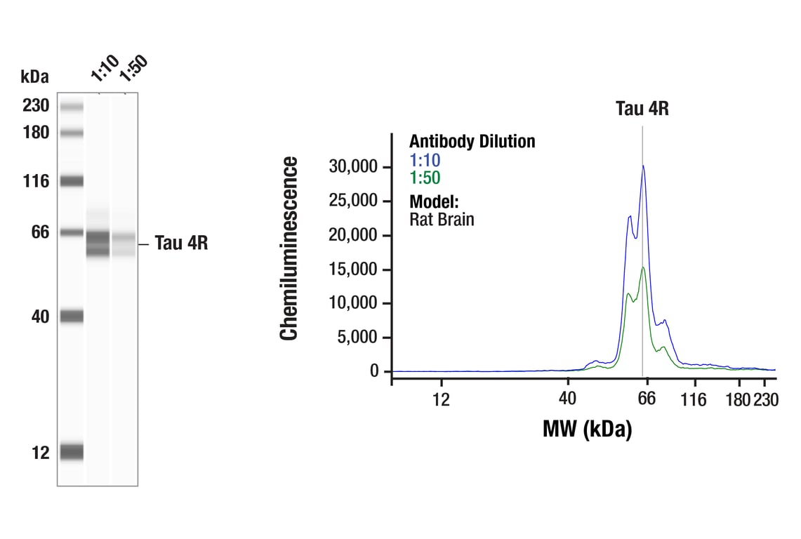 Western Blotting Image 1: Tau 4R (F4O1Y) Mouse Monoclonal Antibody