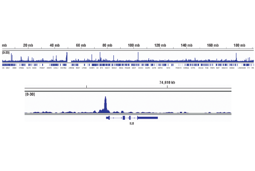 Chromatin Immunoprecipitation Image 2: NF-kappaB p65 (D14E12) Rabbit Monoclonal Antibody