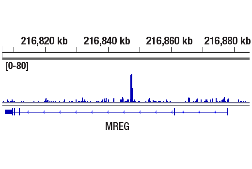 CUT & RUN Image 2: Estrogen Receptor alpha (D6R2W) Rabbit Monoclonal Antibody