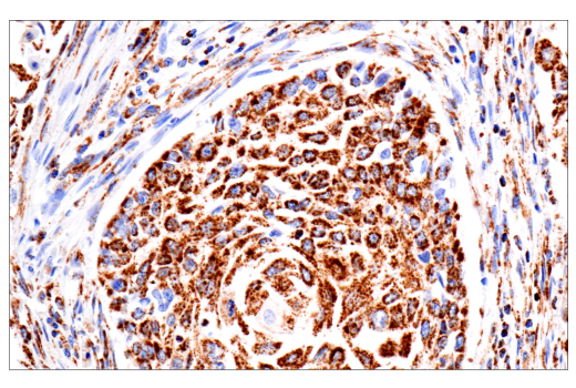 Immunohistochemistry Image 3: TSPO (D1N7Z) Rabbit Monoclonal Antibody