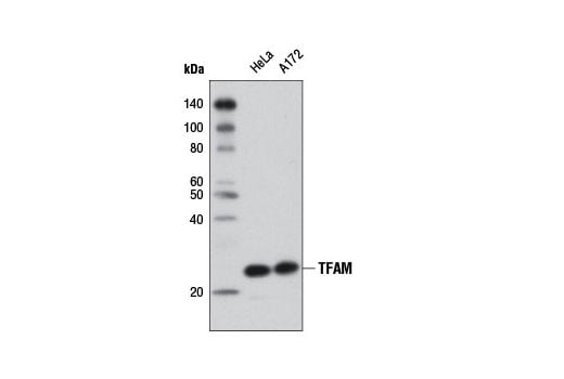 Western Blotting Image 1: TFAM (D5C8) Rabbit mAb