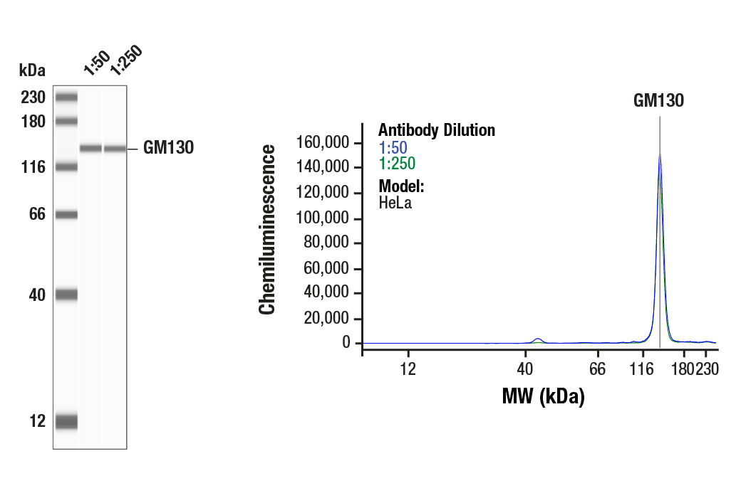 Western Blotting Image 1: GM130 (D6B1) Rabbit Monoclonal Antibody