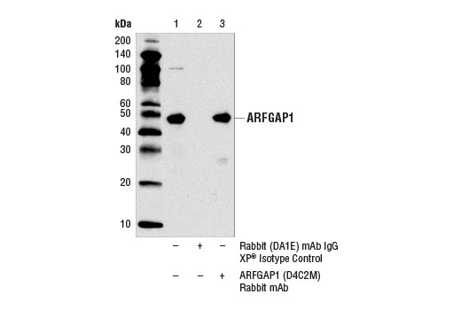 Immunoprecipitation Image 1: ARFGAP1 (D4C2M) Rabbit Monoclonal Antibody