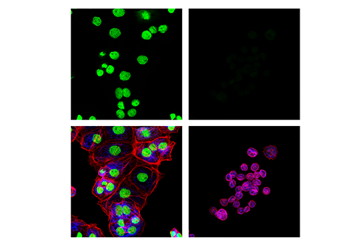 Immunofluorescence Image 1: TEAD1 (D9X2L) Rabbit Monoclonal Antibody (BSA and Azide Free)