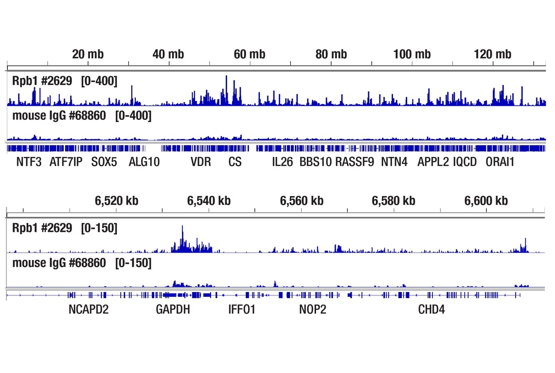 CUT & Tag Image 2: Normal Mouse IgG