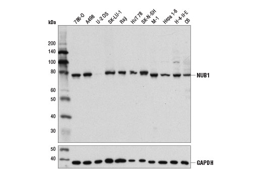 Western Blotting Image 2: NUB1 Antibody