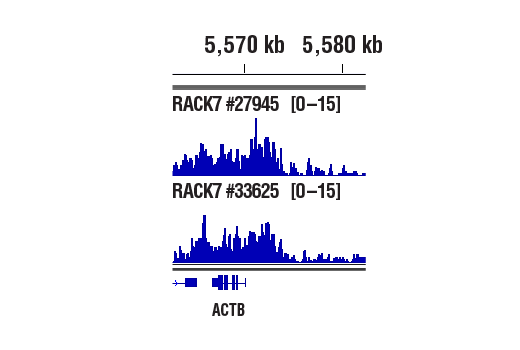 Chromatin Immunoprecipitation Image 1: ZMYND8 (E2Z4U) Rabbit Monoclonal Antibody
