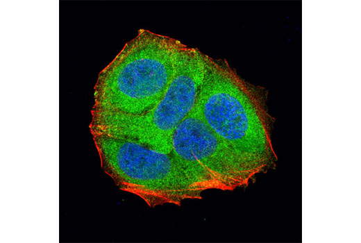 Immunofluorescence Image 1: LDHA (C4B5) Rabbit Monoclonal Antibody (BSA and Azide Free)