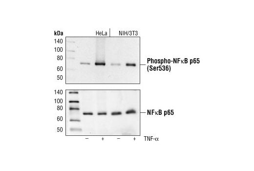 Western Blotting Image 2: Phospho-NF-kappaB p65 (Ser536) (93H1) Rabbit Monoclonal Antibody (Biotinylated)