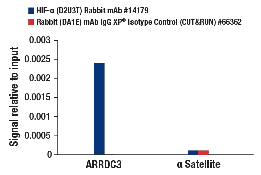 CUT & RUN Image 3: HIF-1 alpha (D2U3T) Rabbit Monoclonal Antibody