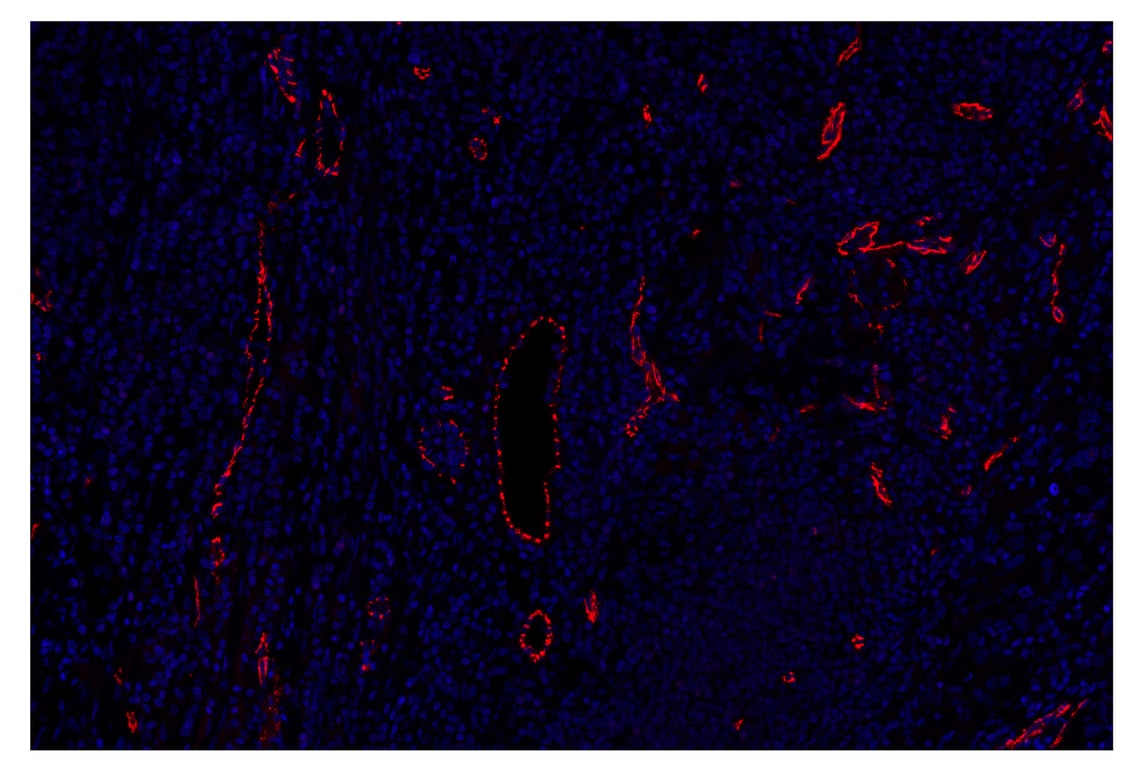 Immunohistochemistry Image 3: VE-Cadherin (E6N7A) & CO-0149-647 SignalStar<sup>™</sup> Oligo-Antibody Pair