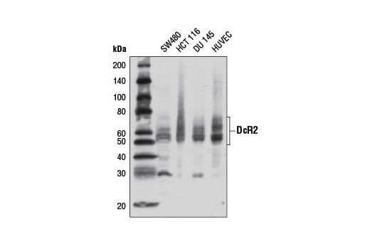 Western Blotting Image 2: DcR2 (D13H4) Rabbit Monoclonal Antibody