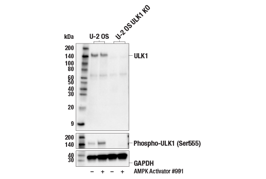 Western Blotting Image 3: ULK1 (D8H5) Rabbit Monoclonal Antibody (Biotinylated)