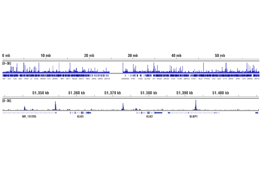 Chromatin Immunoprecipitation Image 2: Androgen Receptor (D6F11) Rabbit Monoclonal Antibody