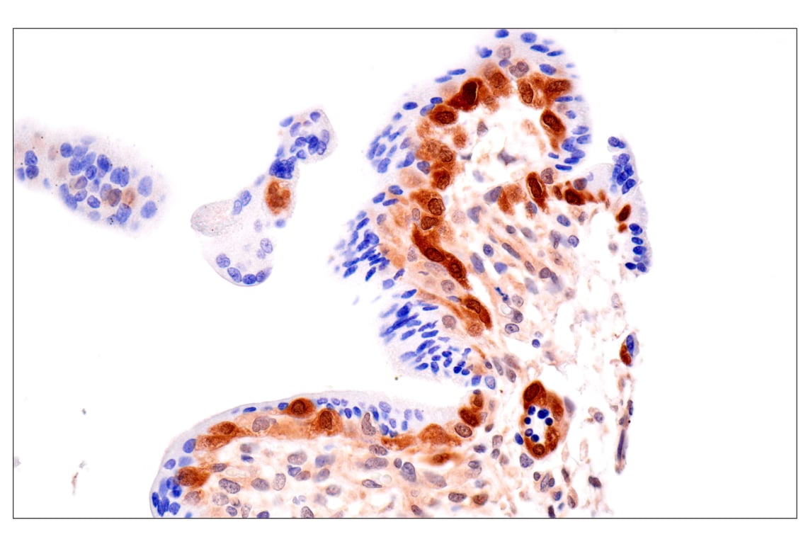 Immunohistochemistry Image 6: ACBP/DBI (E6K8G) XP<sup>®</sup> Rabbit mAb