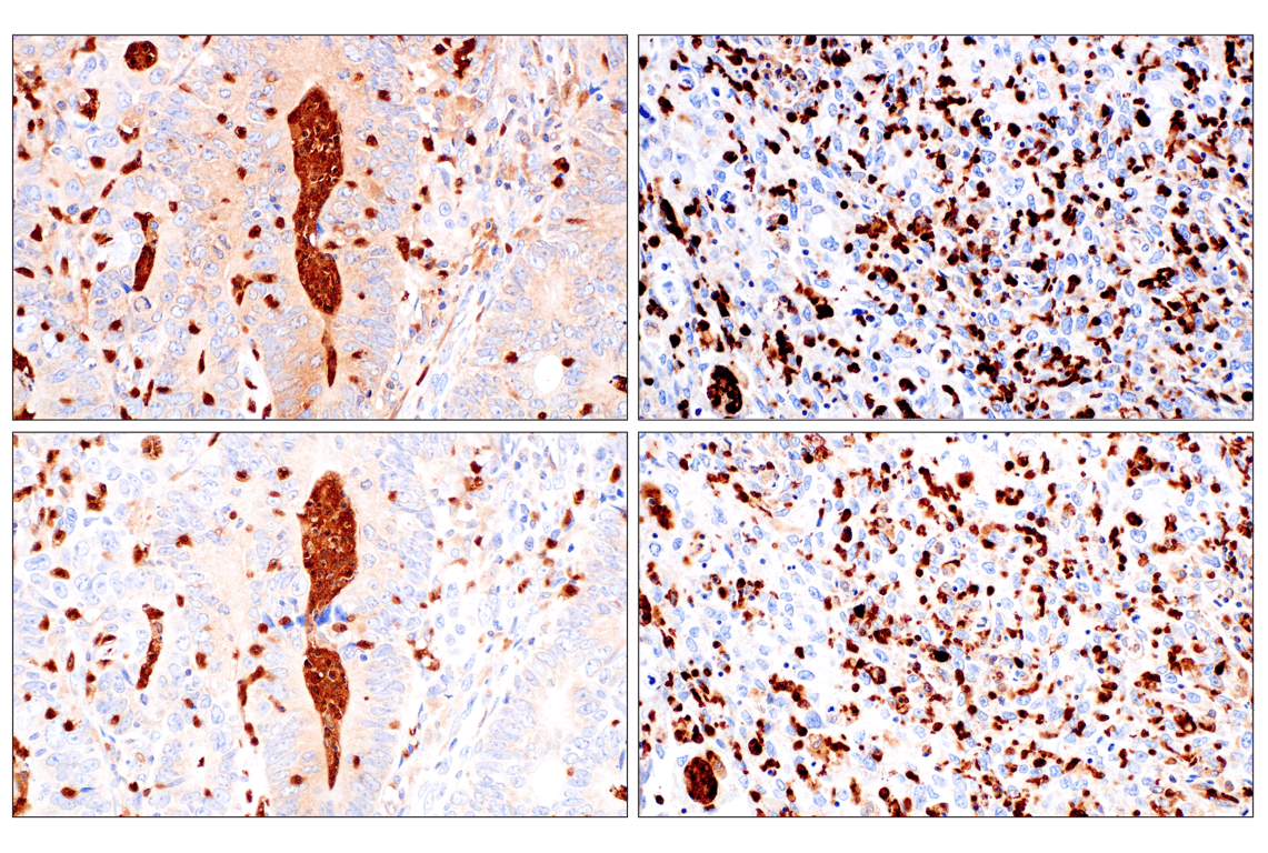 Immunohistochemistry Image 8: Catalase (D4P7B) Rabbit Monoclonal Antibody