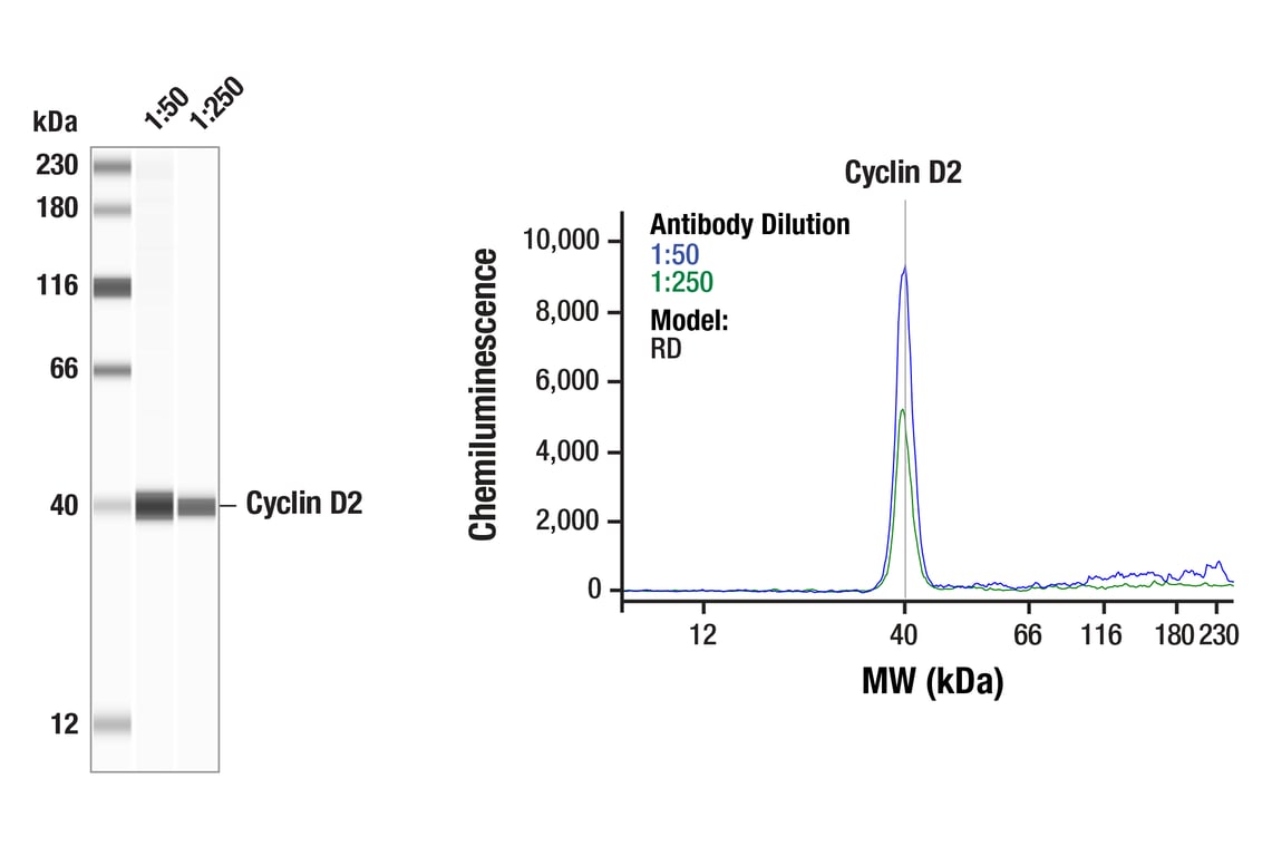 Western Blotting Image 1: Cyclin D2 (D52F9) Rabbit Monoclonal Antibody